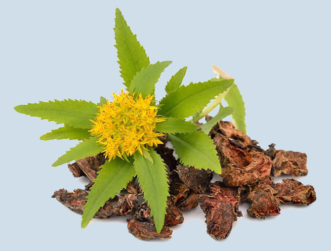 Rhodiola's oxygenating benefit improves endurance and supports muscles, study finds
