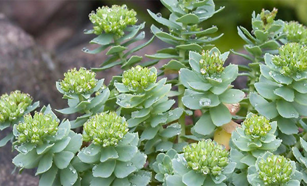 Rhodiola-crenulata-plant
