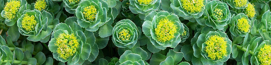 Rhodiola versatility: study shows it boosts both physical and cognitive performance