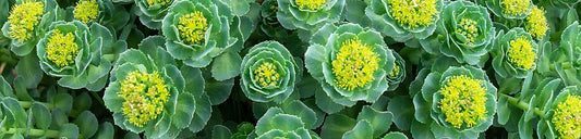 Rhodiola versatility: study shows it boosts both physical and cognitive performance