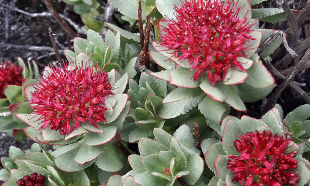 Rhodiola-with-blossums