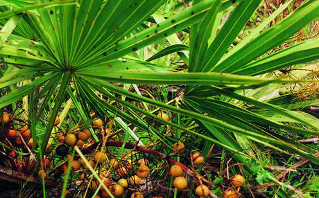 SawPalmetto