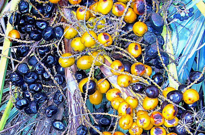 SawPalmettoBerries
