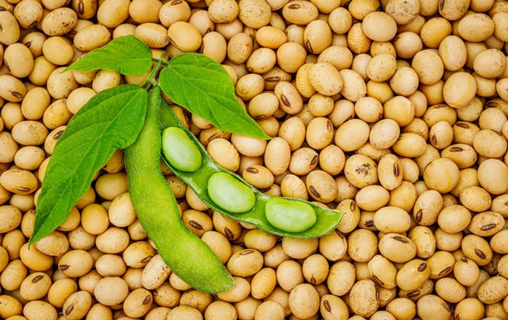 Soy-beans-and-pod