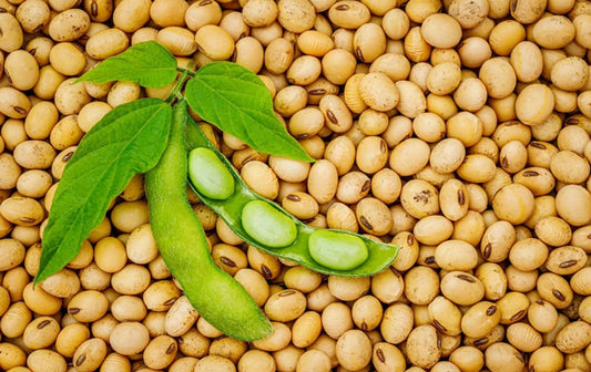 Soy-beans-and-pod