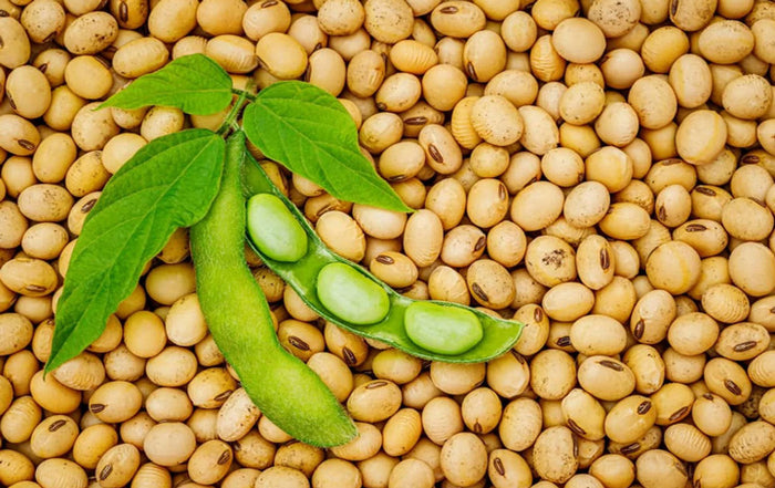 Soy-beans-and-pod