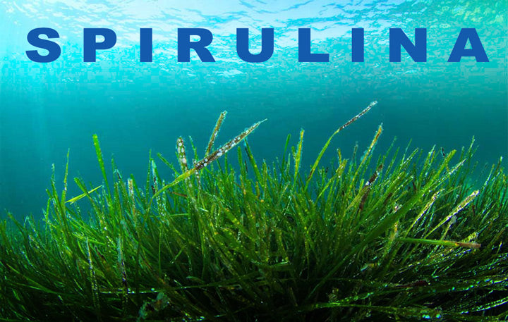 Spirulina_LR