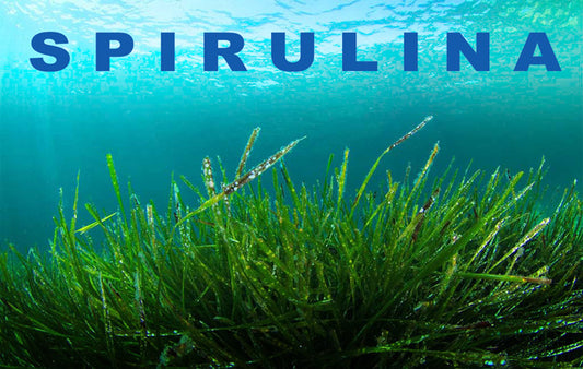 Spirulina_LR