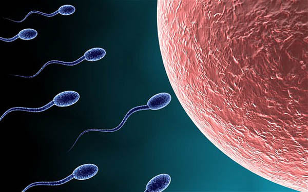 SwimmingSperm