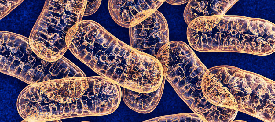 mitochondria